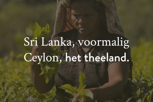 Waar komt onze thee vandaan?
